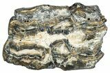 Mammoth Molar Slice With Case - South Carolina #291118-1
